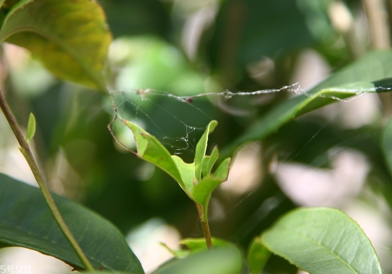 桂花盆栽的養(yǎng)殖方法 教你在家種花品香