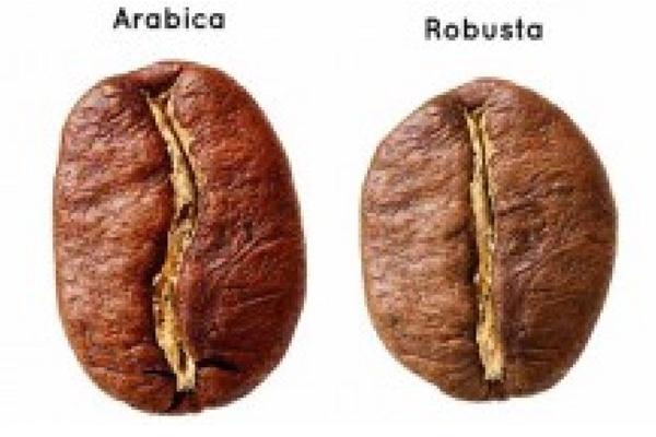 阿拉比卡咖啡豆怎么樣 咖啡因含量低