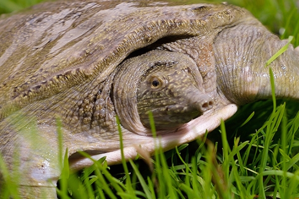 甲魚(yú)好吃嗎 營(yíng)養(yǎng)又美味