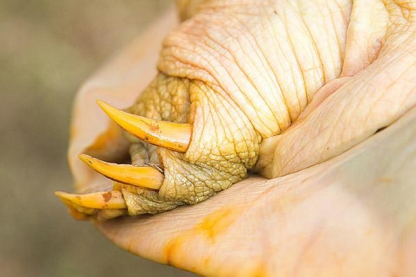 公甲魚(yú)好還是母甲魚(yú)好 都是一樣的