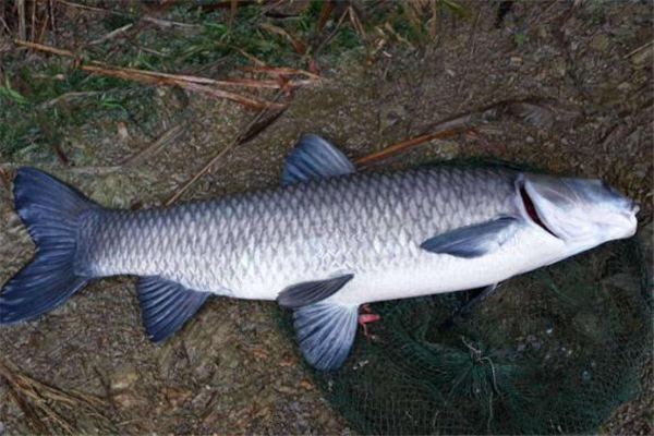 青魚(yú)和什么一起吃最好 青魚(yú)的家常做法