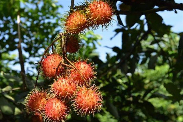 紅毛丹吃了會過敏嗎 吃紅毛丹過敏癥狀