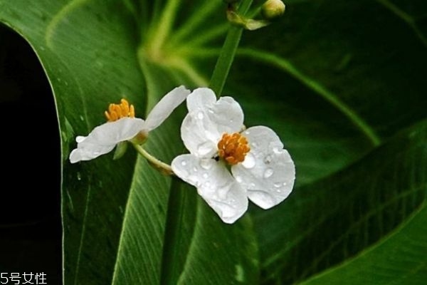 什么是慈菇花呢 慈菇花有什么作用呢