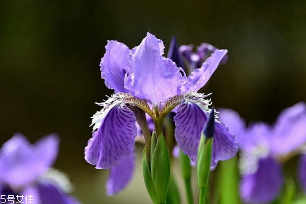 鳶尾花的花語是什么呢 鳶尾花多久澆一次水呢