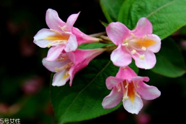 錦帶花的花語(yǔ)是什么呢 錦帶花種植有什么注意的呢