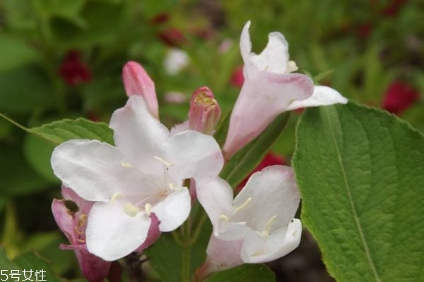 錦帶花的花語(yǔ)是什么呢 錦帶花種植有什么注意的呢