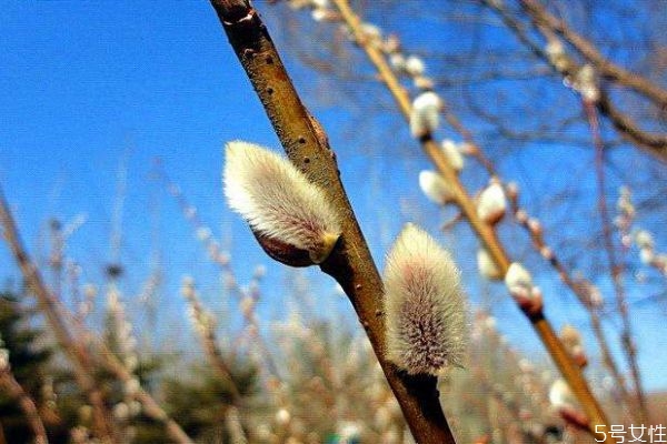 銀芽柳的花語是什么呢 銀芽柳的花期是什么時(shí)候呢