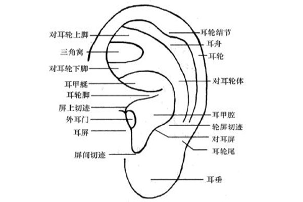 什么是耳穴埋豆 耳穴埋豆的注意事項(xiàng)