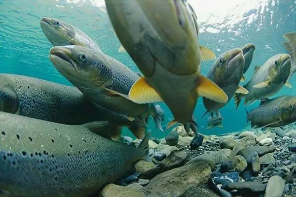 鮭魚是淡水魚嗎 鮭魚可以生吃嗎