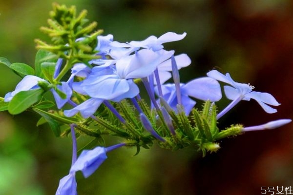 藍(lán)雪花的花語(yǔ)是什么呢 藍(lán)雪花的種注意是什么呢