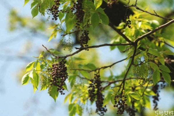 重陽(yáng)木是一種什么植物呢 重陽(yáng)木有什么作用呢