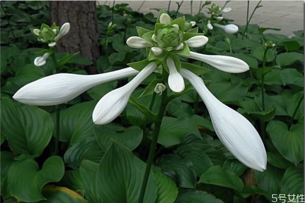 玉簪花是一種什么植物呢 玉簪花有什么作用呢