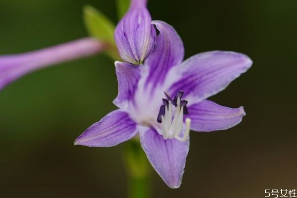 玉簪花會(huì)開(kāi)花嗎 玉簪花的種植有什么注意的呢