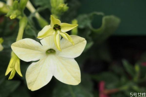 花煙草是一種什么植物呢 花煙草的作用有什么呢