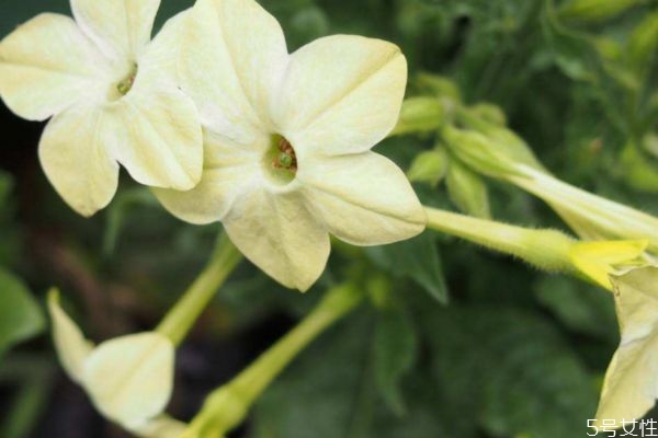 花煙草的花語是什么呢 花煙草的種植要注意什么呢