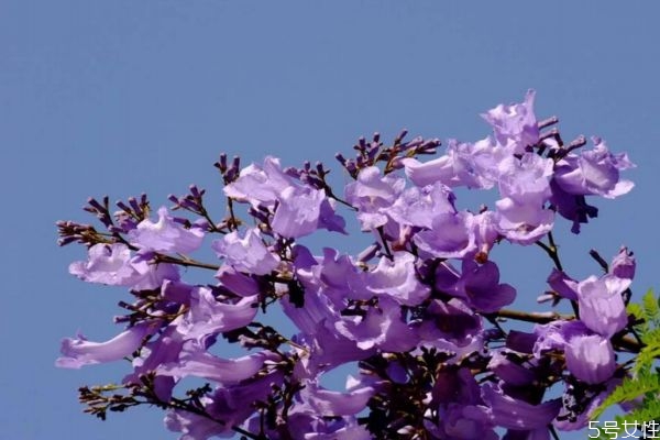 藍(lán)花楹是一種什么植物呢 藍(lán)花楹的作用有什么呢