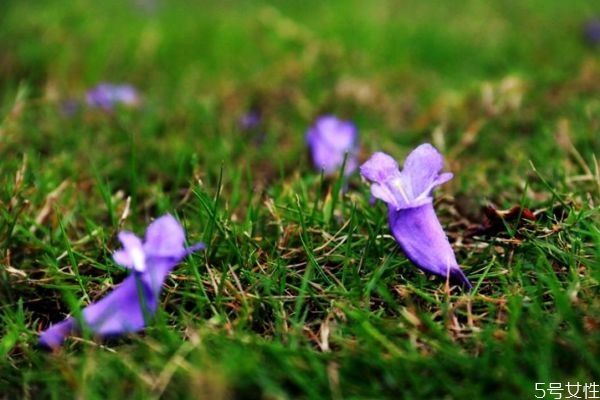 藍(lán)花楹的花語有什么呢 藍(lán)花楹種植需要注意什么呢