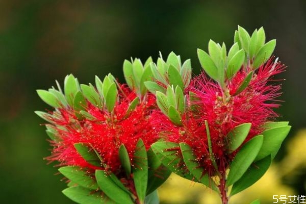 紅千層的花語是什么呢 紅千層的種植需要注意什么呢