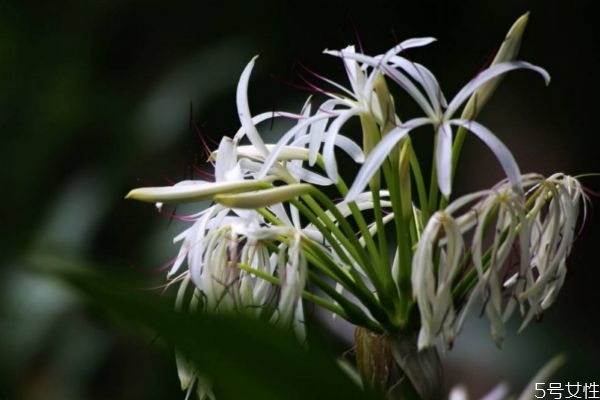 水鬼蕉的花語(yǔ)是什么呢 種植水鬼蕉要注意什么呢