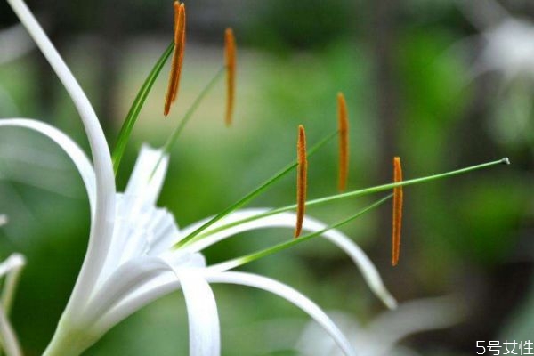 水鬼蕉的花語(yǔ)是什么呢 種植水鬼蕉要注意什么呢