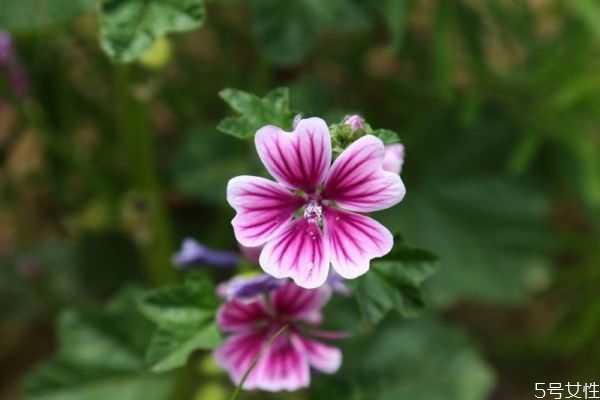 錦葵的花語(yǔ)是什么呢 錦葵的種植要注意什么呢