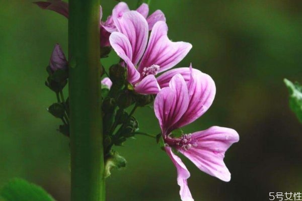 錦葵的花語(yǔ)是什么呢 錦葵的種植要注意什么呢