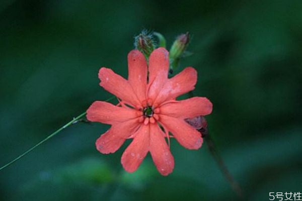 剪秋羅花的花語(yǔ)是什么呢 剪秋羅花種植需要注意什么呢