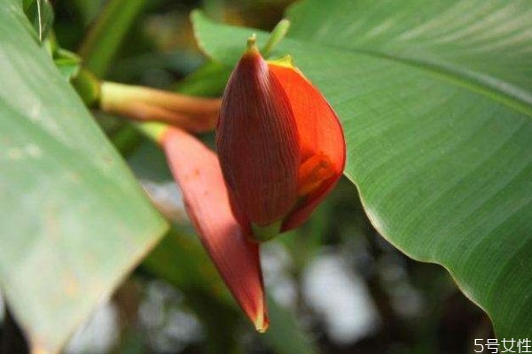 紅蕉的花語是什么呢 紅蕉的種植要注意什么呢