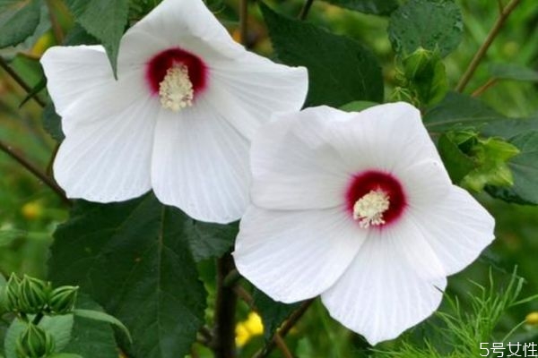 芙蓉葵的花語是什么呢 芙蓉葵的種植有什么注意的呢