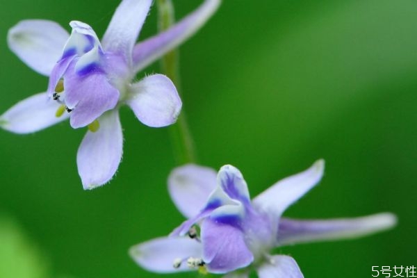 翠雀花的花語(yǔ)是什么呢 翠雀花的種植有什么注意的呢