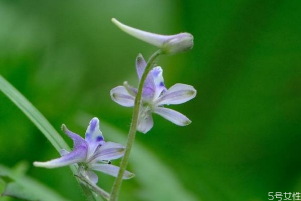 翠雀花的花語(yǔ)是什么呢 翠雀花的種植有什么注意的呢