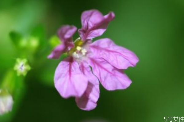 萼距花的花語(yǔ)是什么呢 萼距花的種植有什么注意的呢