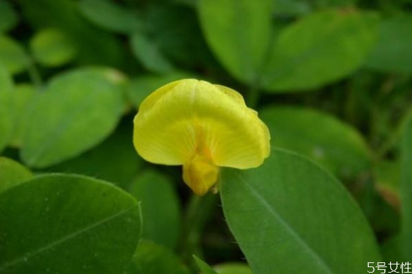 蔓花生的花語是什么呢 蔓花生的種植有什么注意的呢