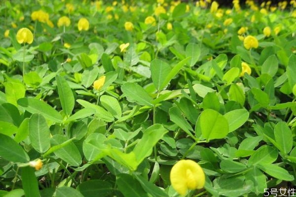 蔓花生的花語是什么呢 蔓花生的種植有什么注意的呢