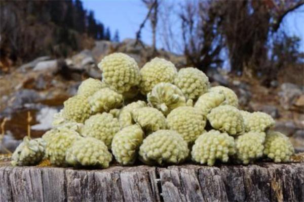 綠蘿花茶可以長(zhǎng)期喝嗎 綠蘿花茶可以減肥嗎