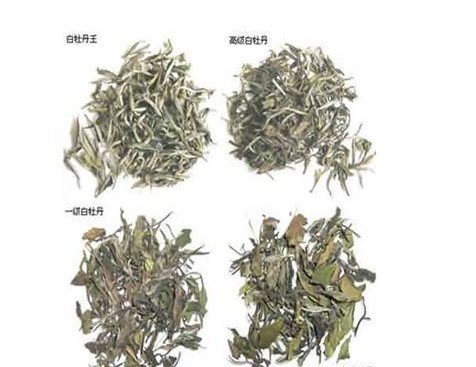 白牡丹茶的藥用價(jià)值 喝白牡丹茶的禁忌