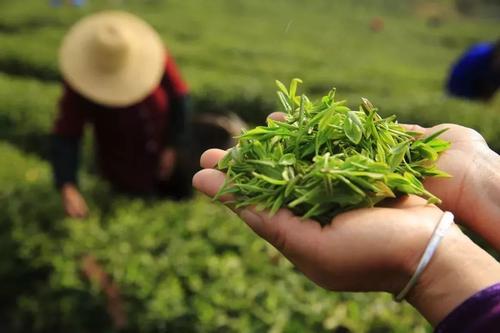 廬山云霧茶什么香味 廬山云霧茶茶湯什么顏色