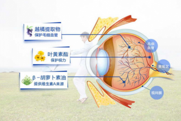 葉黃素的功效與作用 幫助維護(hù)眼部健康