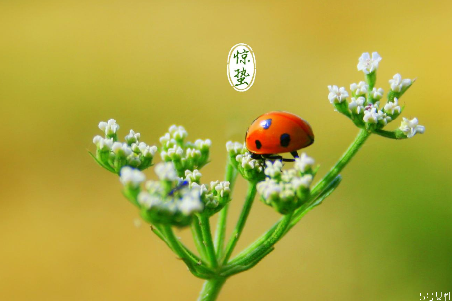 驚蟄適合吃什么菜 驚蟄吃什么食物養(yǎng)生