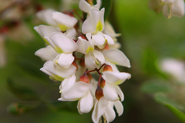 洋槐花幾月份開花 洋槐花什么時候開花