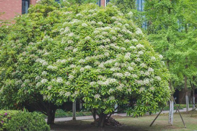 石楠花是武漢的市花嗎 武漢為什么要種這么多石楠花