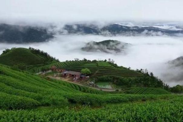 喝茶葉茶對(duì)牙齒有影響嗎 飲茶對(duì)牙好么