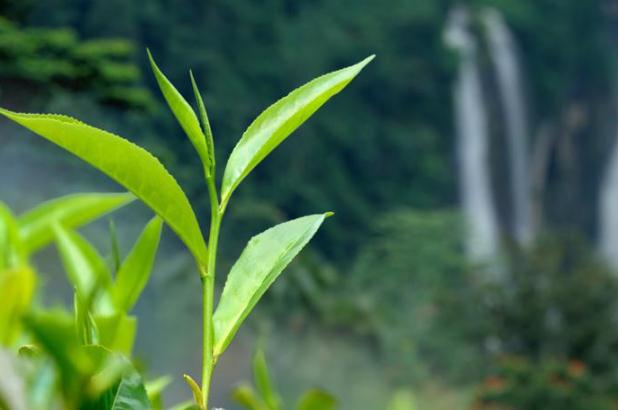 茶葉要洗過(guò)再泡嗎 茶葉的正確泡法