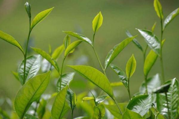 茶葉要洗過(guò)再泡嗎 茶葉的正確泡法