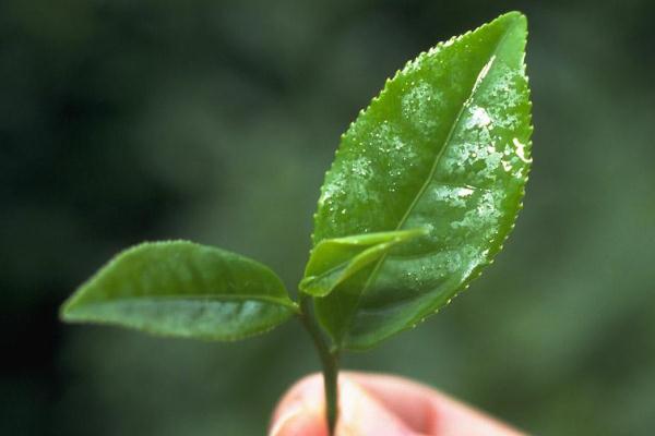 茶葉的利潤(rùn)一般是多少 茶葉炒上天