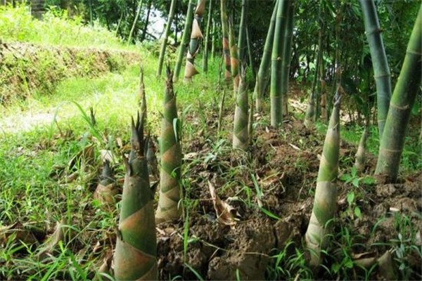 宿舍水泥地裂縫長4米高竹筍 竹筍生長環(huán)境