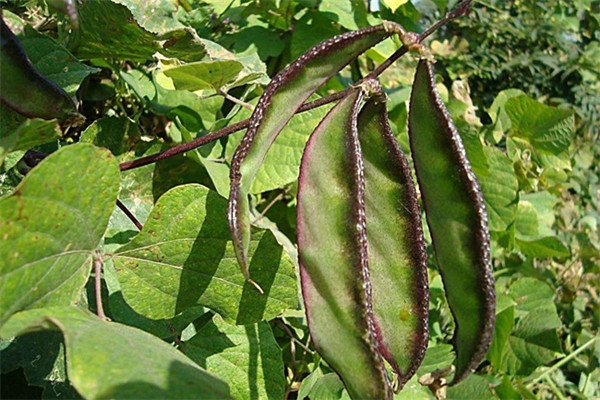 扁豆的營(yíng)養(yǎng)成分 吃扁豆的好處