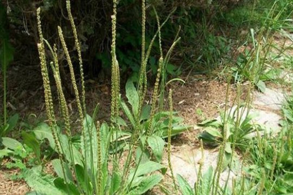 車前草對(duì)前列腺炎有用嗎 車前草對(duì)腸炎有作用嗎