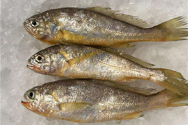 黃花魚(yú)和黃魚(yú)有什么區(qū)別 黃花魚(yú)和小黃魚(yú)是一種魚(yú)嗎