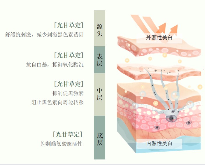 美白黃金|光甘草定的功效與作用你知道多少呢？